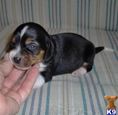 Puppies in OK